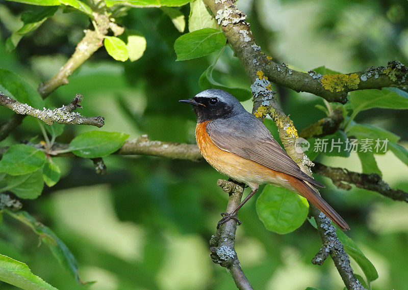 公红雀(Phoenicurus Phoenicurus)